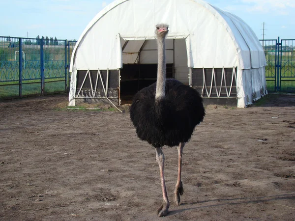 Afrika devekuşu en büyük uçamayan kuştur.
