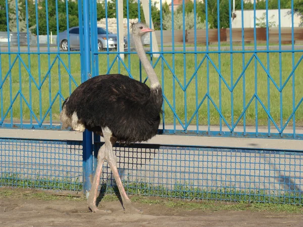 Afrika devekuşu en büyük uçamayan kuştur.