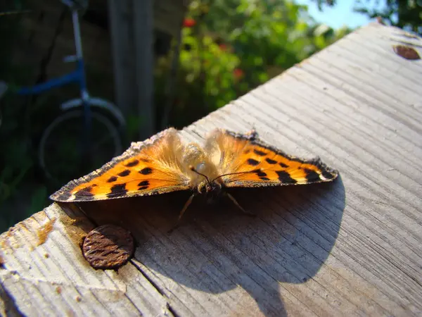 Butterfly Urtikaria Sitter Trä Kartong — Stockfoto