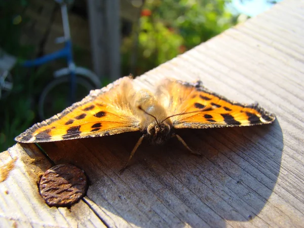 Motyl Pokrzywka Siedzi Drewnianej Płycie — Zdjęcie stockowe