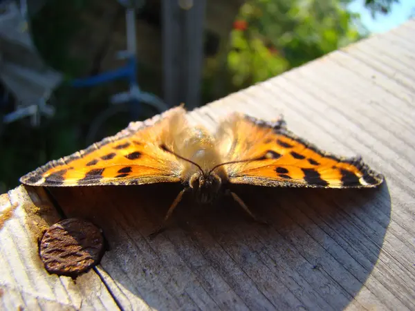 Butterfly Urtikaria Sitter Trä Kartong — Stockfoto