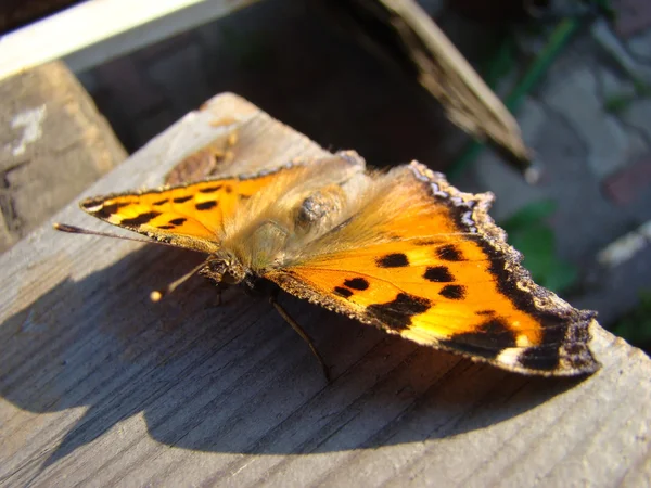 Butterfly Urtikaria Sitter Trä Kartong — Stockfoto