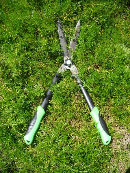 Large Garden Shears Used Pruning Shrub — Stock Photo, Image