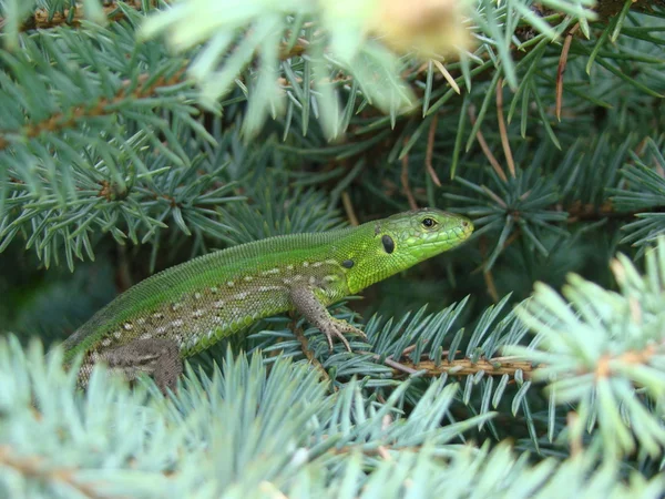 Hagedis groene volwassene — Stockfoto