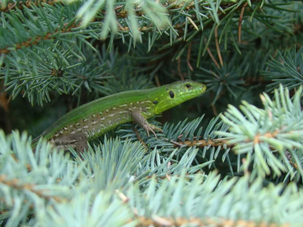 Volwassen Groene Hagedis Onderorde Van Reptielen Volgorde Van Squamates — Stockfoto