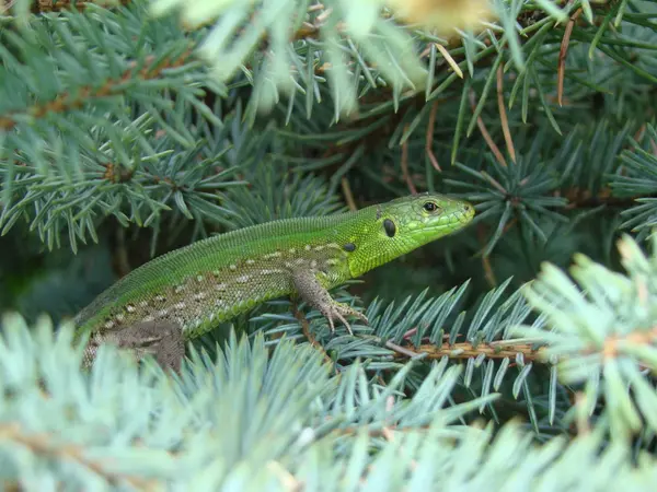 Lagarto Verde Adulto Subordem Répteis Ordem Squamates — Fotografia de Stock