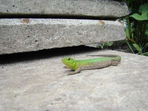 Volwassen Groene Hagedis Onderorde Van Reptielen Volgorde Van Squamates — Stockfoto