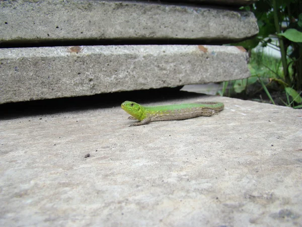 Volwassen Groene Hagedis Onderorde Van Reptielen Volgorde Van Squamates — Stockfoto