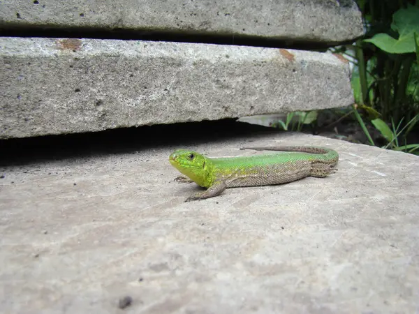 Volwassen Groene Hagedis Onderorde Van Reptielen Volgorde Van Squamates — Stockfoto