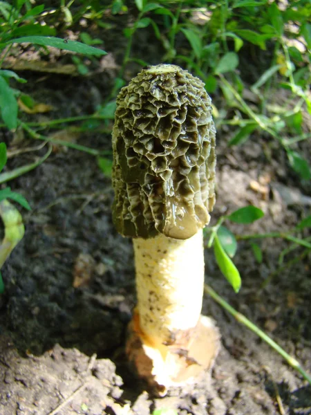 Seta Veselka Fruta Tallo Poroso Blanco Con Sombrero Simplicidad Noble — Foto de Stock