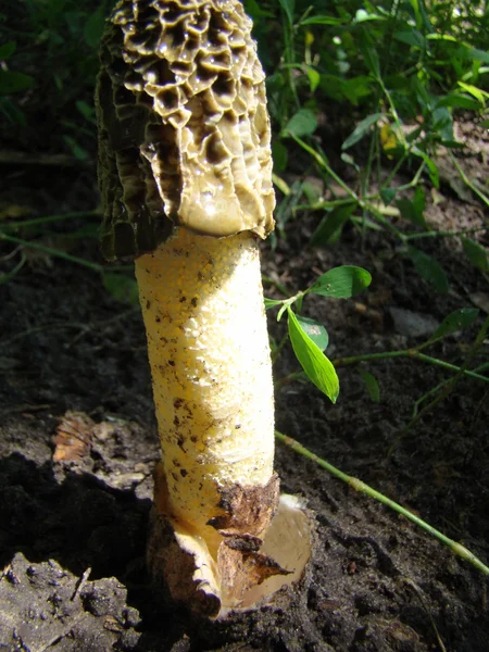 Veselka 果子是一个白色多孔的茎与一个高贵的简单的帽子覆盖着粘液 — 图库照片