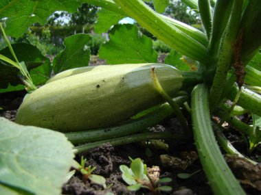 Bahçede bir çalı dikdörtgen meyve ile büyüyen kabak.