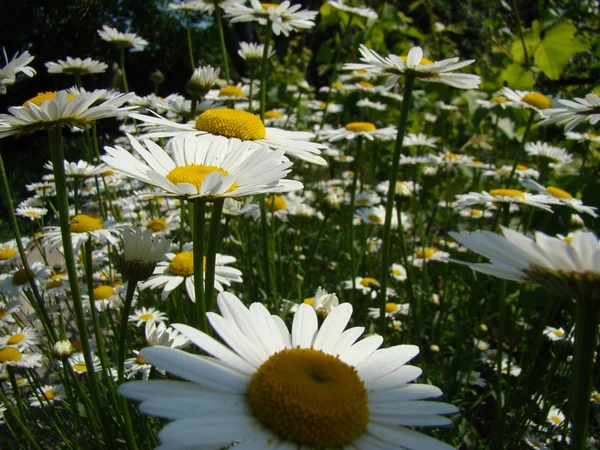 Daisy Specie Prato Mazzo Crescente Primo Piano — Foto Stock