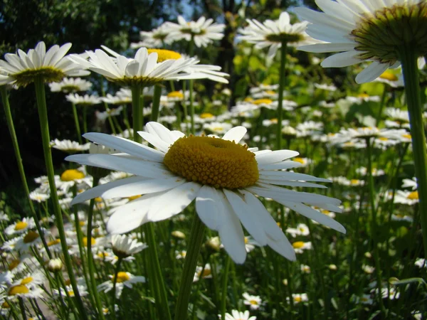 Espèce Prairie Marguerite Bouquet Culture Gros Plan — Photo