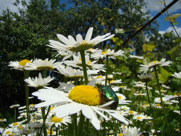 Daisy Specie Prato Mazzo Crescente Primo Piano — Foto Stock