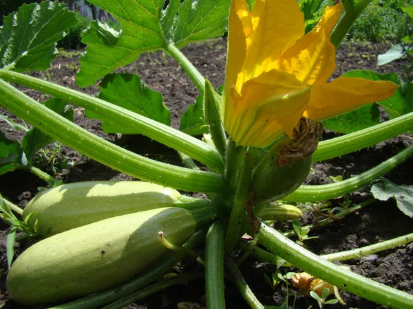 Zucchini Wächst Garten Ein Strauch Mit Länglichen Früchten — Stockfoto
