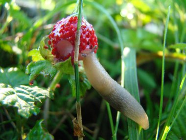 bir çilek bahçeleri, gastropod yumuşakça bir böcek yeme slug.