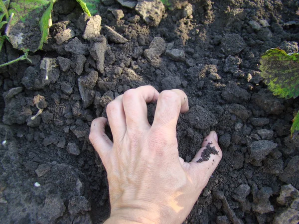 Terre Trouve Dans Paume Une Personne Gros Plan — Photo