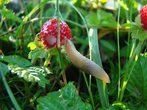 Babosa Comiendo Una Fresa Una Plaga Jardines Molusco Gasterópodo — Foto de Stock