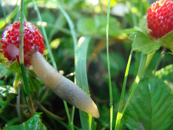 Slug Eating Strawberry Pest Gardens Gastropod Mollusk — Stock Photo, Image