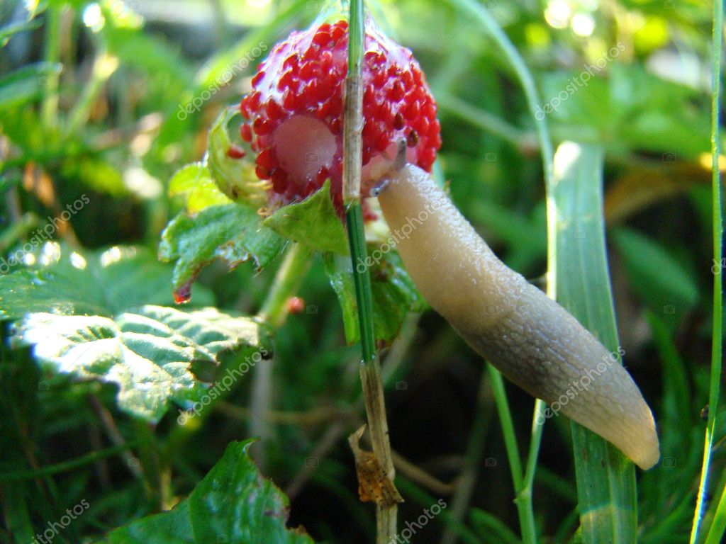 Slug Eating Strawberry Pest Gardens Gastropod Mollusk Stock Photo by ©maxim1717 115886792