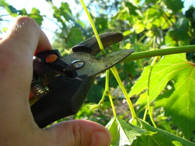 budama makası adam kesim elinde dallar.