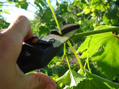 budama makası adam kesim elinde dallar.