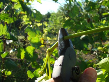 budama makası adam kesim elinde dallar.
