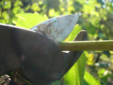 budama makası adam kesim elinde dallar.