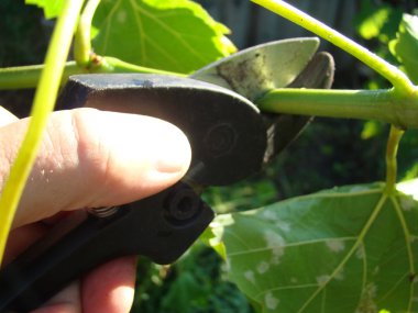 budama makası adam kesim elinde dallar.