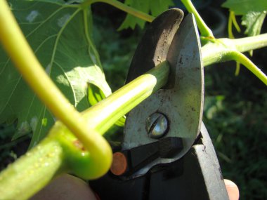 budama makası adam kesim elinde dallar.
