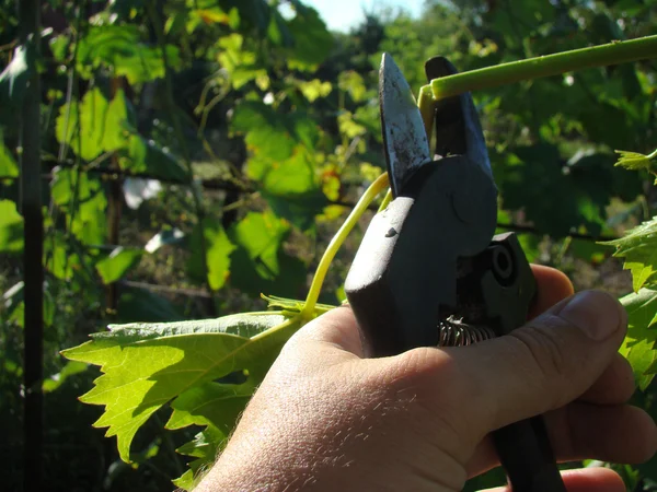 budama makası adam kesim elinde dallar.