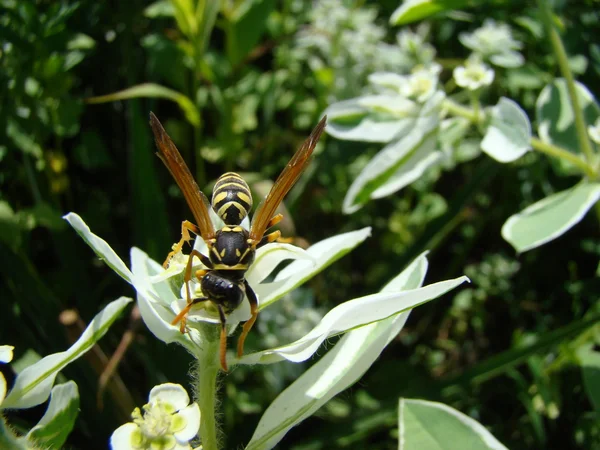 Avispas Deseando Insectos Nocivos Son Comunes Toda Europa —  Fotos de Stock