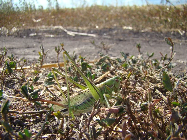 Large Grasshopper Female Green Pes — стоковое фото