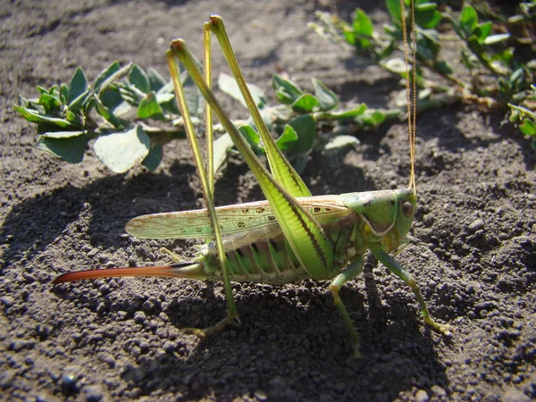 Large Grasshopper Female Green Pes — стоковое фото