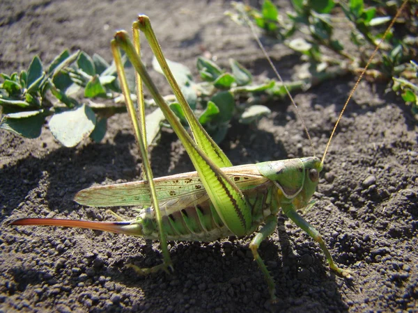 Green locust female — Stock Photo, Image