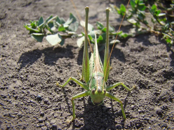 녹색 메뚜기 여성 — 스톡 사진