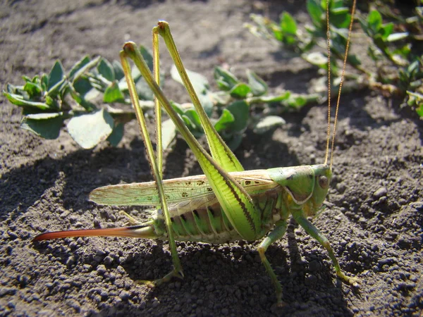 Large Grasshopper Female Green Pes — Stock Photo, Image