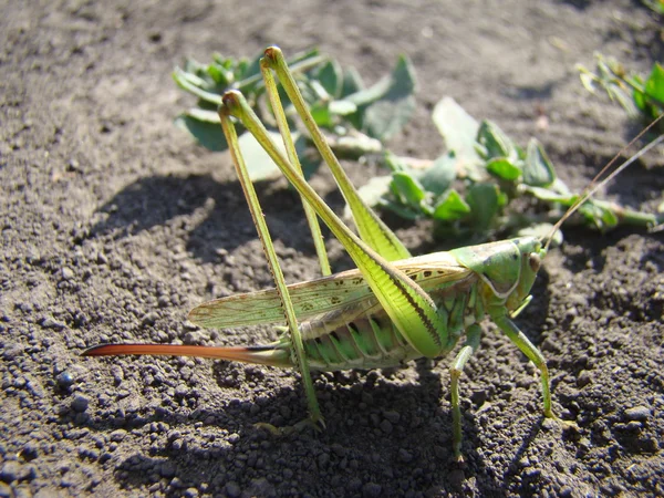 Large Grasshopper Female Green Pes — Stock Photo, Image