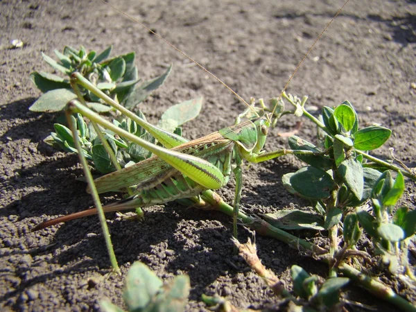 Grande Sauterelle Une Femelle Verte Pes — Photo