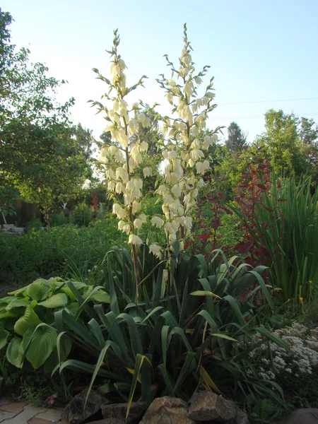 Filamentous Yucca Perennial Evergreen Tree — Stock Photo, Image