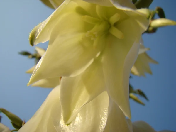 Filamenteuze Yucca Een Overblijvende Groenblijvende Boom — Stockfoto