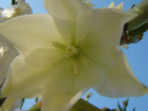 Filamenteuze Yucca Een Overblijvende Groenblijvende Boom — Stockfoto