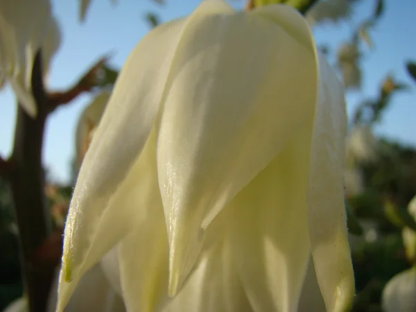 Filamenteuze Yucca Een Overblijvende Groenblijvende Boom — Stockfoto