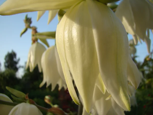 Filamenteuze Yucca Een Overblijvende Groenblijvende Boom — Stockfoto