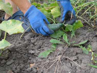 Salatalık topluluğu