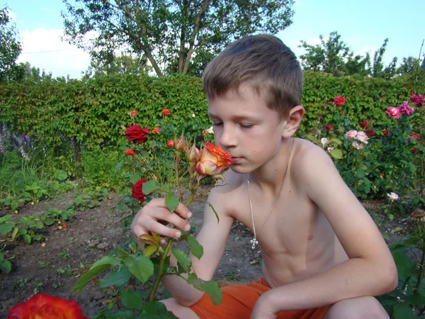 Junge Riecht Rosenblüte — Stockfoto