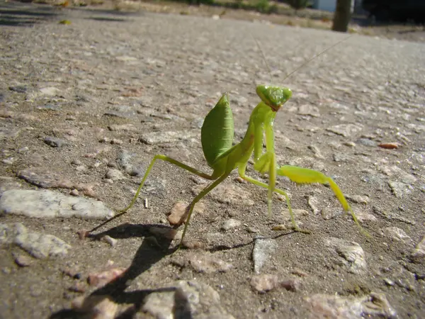 Mantis Verde Está Posando Para Câmera — Fotografia de Stock