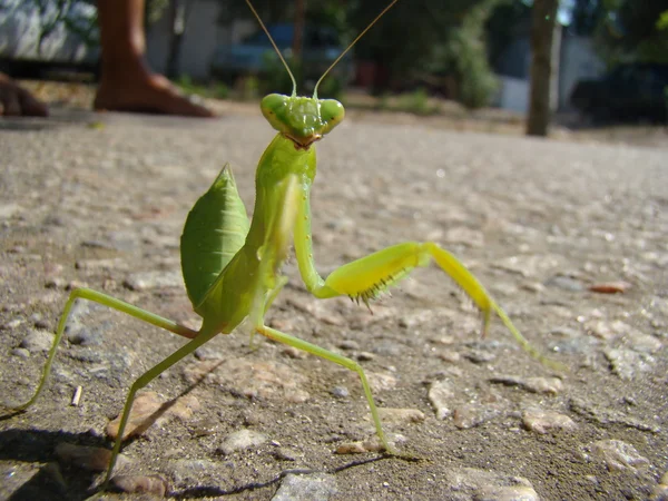 Gröna Mantis Poserar För Kameran — Stockfoto