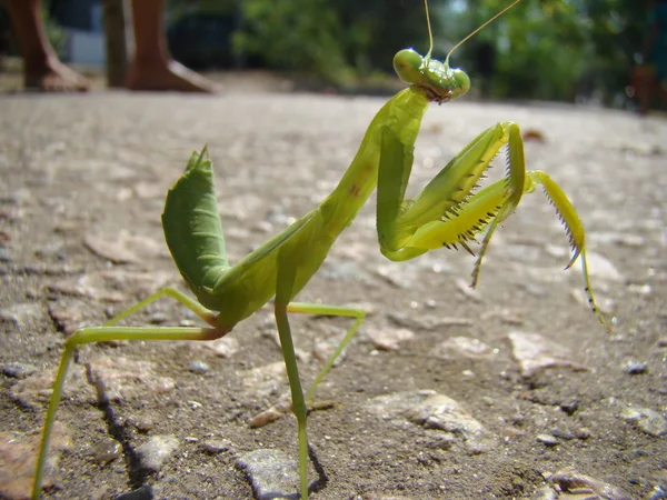 Mantis Verde Está Posando Para Câmera — Fotografia de Stock